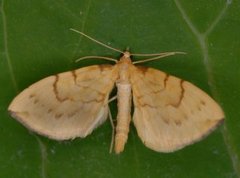 Sløyfemåler (Eulithis pyraliata)