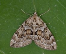 Spruce Carpet (Thera variata)