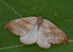 Scalloped Hook-tip (Falcaria lacertinaria)