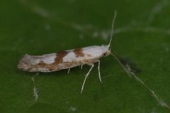 Gold Rowan Argent (Argyresthia sorbiella)