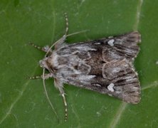Toadflax Brocade (Calophasia lunula)