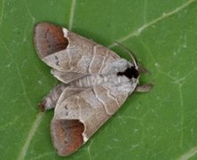 Rødflekkstjertspinner (Clostera curtula)