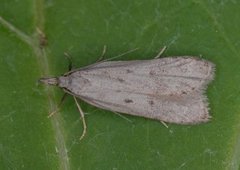 Scotch Crest (Dichomeris juniperella)