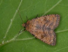 Barred Chestnut (Diarsia dahlii)