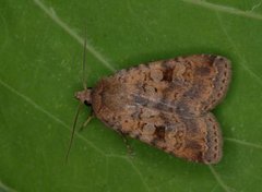 Barred Chestnut (Diarsia dahlii)