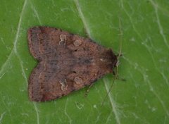 Barred Chestnut (Diarsia dahlii)