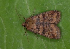 Barred Chestnut (Diarsia dahlii)