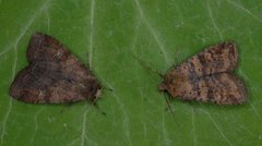 Barred Chestnut (Diarsia dahlii)