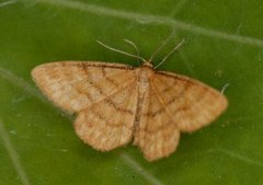 Brun engmåler (Idaea serpentata)