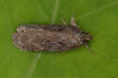 Chervil Flat-body (Depressaria sordidatella)