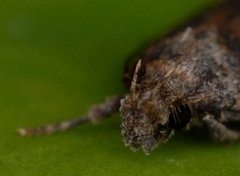 Chervil Flat-body (Depressaria sordidatella)