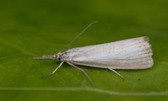 Pearl Veneer (Agriphila straminella)