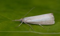 Blek nebbmott (Agriphila straminella)