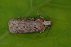 Pignut Flat-body (Depressaria pulcherrimella)