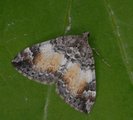 Bueskogmåler (Dysstroma truncata)
