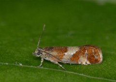 Willow Tortrix (Epinotia cruciana)