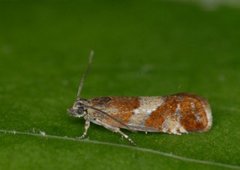 Rødflekket kveldvikler (Epinotia cruciana)