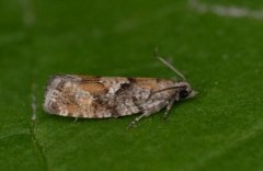Spruce Bud Moth (Zeiraphera ratzeburgiana)
