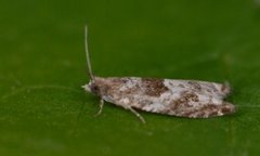 Holly Tortrix (Rhopobota naevana)