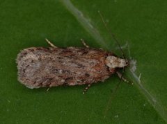 Pignut Flat-body (Depressaria pulcherrimella)