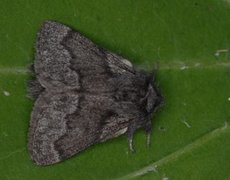 Pale Eggar (Trichiura crataegi)