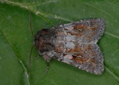Northern Dart (Xestia alpicola)
