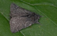 Pale Eggar (Trichiura crataegi)
