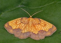 Dark Bordered Beauty (Epione vespertaria)
