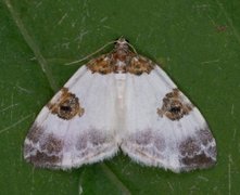 Blue-bordered Carpet (Plemyria rubiginata)