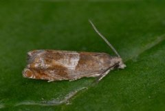 Nut Bud Moth (Epinotia tenerana)