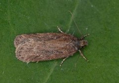 Chervil Flat-body (Depressaria sordidatella)