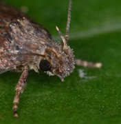 Chervil Flat-body (Depressaria sordidatella)