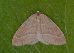 Barred Red (Hylaea fasciaria)
