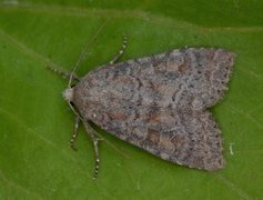 Rødlig løvfly (Parastichtis suspecta)