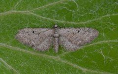 Seljedvergmåler (Eupithecia tenuiata)