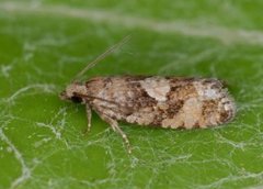 Spruce Bud Moth (Zeiraphera ratzeburgiana)