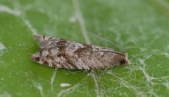 Holly Tortrix (Rhopobota naevana)