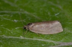 Great Marble (Pseudosciaphila branderiana)
