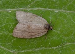 Large Ivy Tortrix (Lozotaenia forsterana)