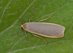Common Footman (Eilema lurideola)
