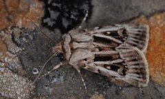 Fjelljordfly (Agrotis fatidica)
