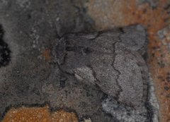 Pale Eggar (Trichiura crataegi)