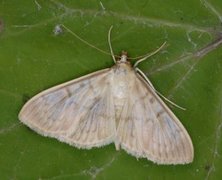 Mother of Pearl (Patania ruralis)