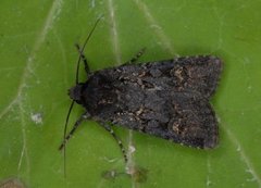 Garden Dart (Euxoa nigricans)