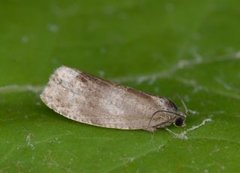 Great Marble (Pseudosciaphila branderiana)
