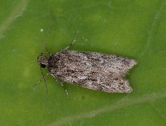 Grey Sallow Groundling (Gelechia muscosella)