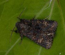 Gulringet åkerfly (Tholera cespitis)