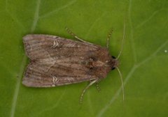 Brunt sumpfly (Helotropha leucostigma)