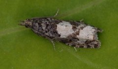 White-blotch Bell (Epinotia trigonella)