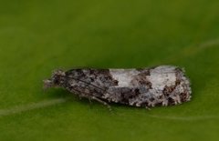White-blotch Bell (Epinotia trigonella)